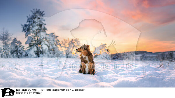 Mischling im Winter / mongrel in winter / JEB-02796
