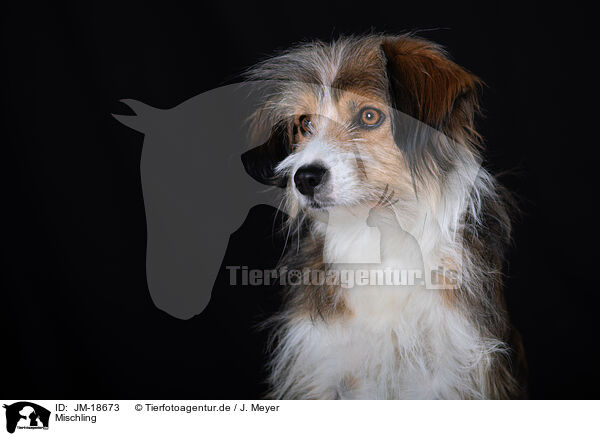 Mischling / Mongrel dog / JM-18673