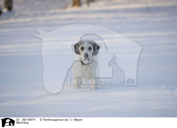 Mischling / Mongrel dog / JM-18974