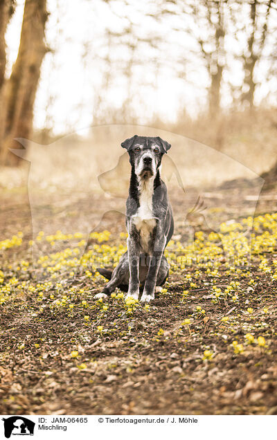 Mischling / Mongrel dog / JAM-06465