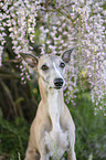 Whippet