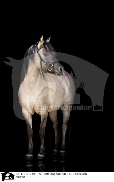 Noriker / Noriker Horse / LIB-01319