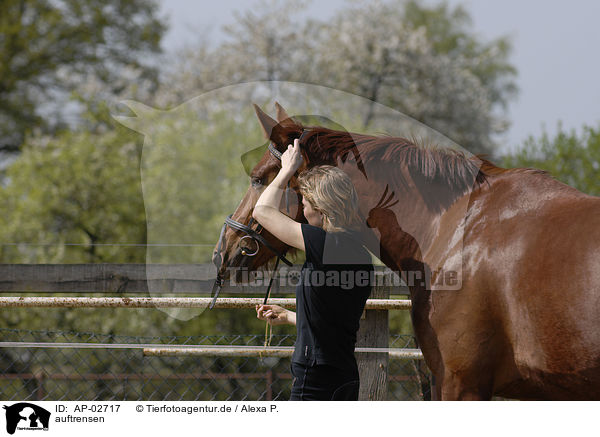 auftrensen / snaffle the horse / AP-02717