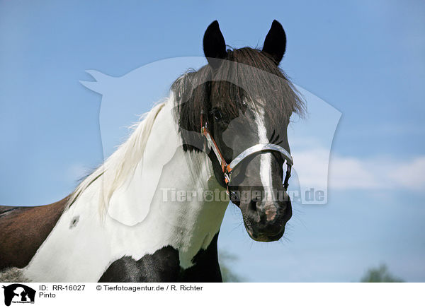 Pinto / Pinto / RR-16027