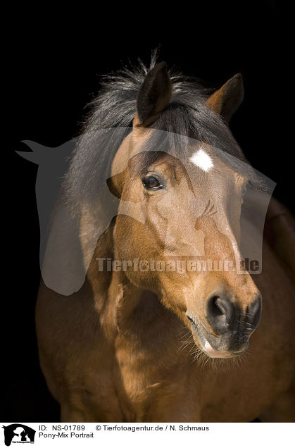 Pony-Mix Portrait / pony portrait / NS-01789