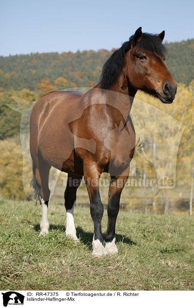 Isl�nder-Haflinger-Mix / crossbreed / RR-47375