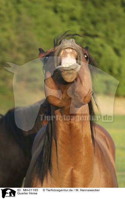Quarter Horse / Quarter Horse / MH-01185