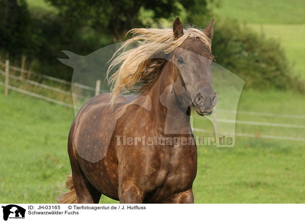 Schwarzw�lder Fuchs / black forest horse / JH-03165