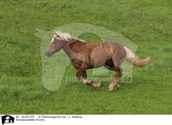 Schwarzw�lder Fuchs / black forest horse / JH-03175
