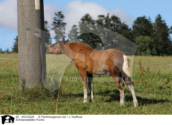 Schwarzw�lder Fuchs / black forest horse / JH-03226