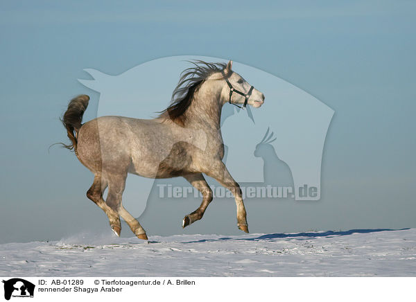 rennender Shagya Araber / running Shagya Araber / AB-01289