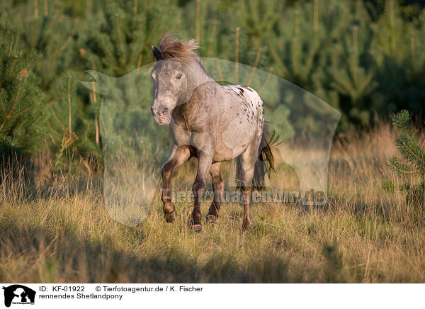rennendes Shetlandpony / running Shetlandpony / KF-01922