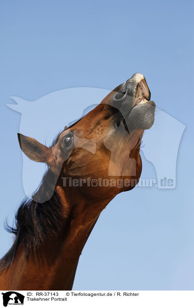 Trakehner Portrait / Trakehner Portrait / RR-37143