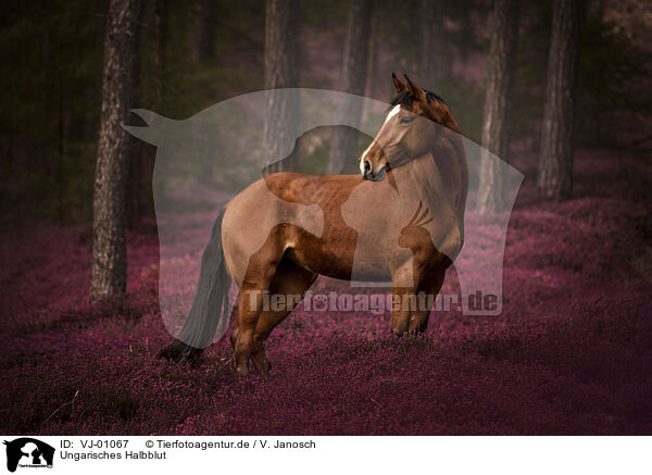 Ungarisches Halbblut / Hungarian Halfblood / VJ-01067