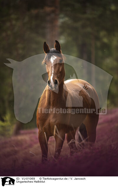 Ungarisches Halbblut / Hungarian Halfblood / VJ-01069