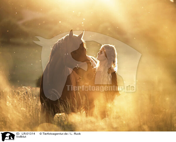 Vollblut / whole-blood horse / LR-01314