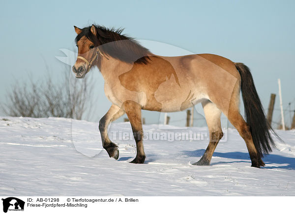 Friese-Fjordpferd-Mischling / horse / AB-01298