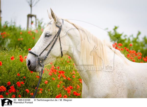 Warmblut Portrait / warmblood portrait / MW-03098