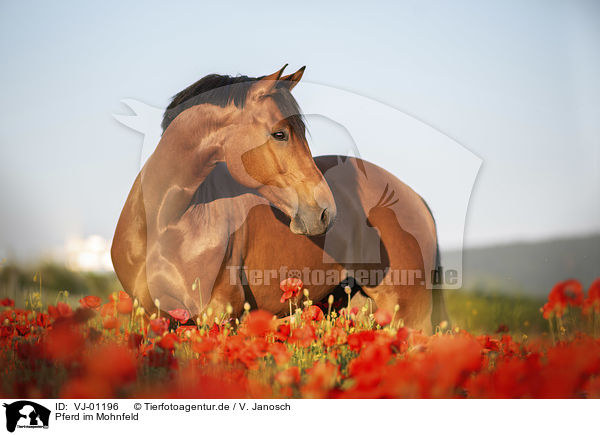 Pferd im Mohnfeld / horse in the poppy field / VJ-01196