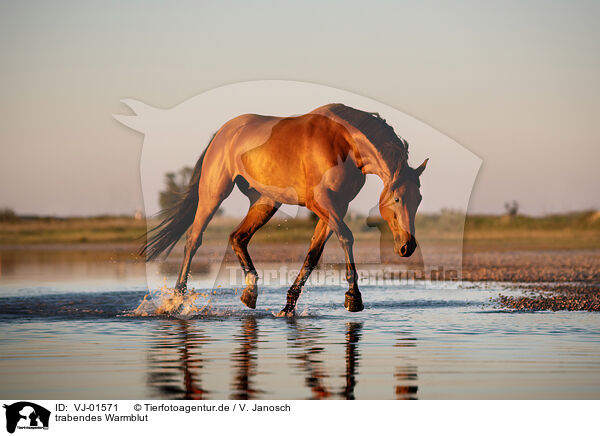 trabendes Warmblut / trotting Warmblood / VJ-01571