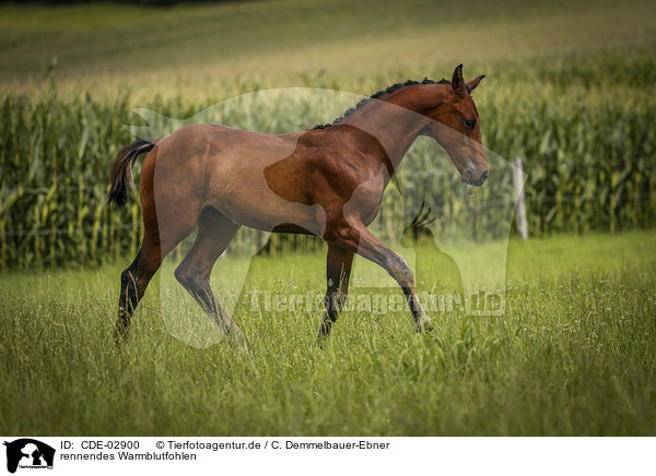 rennendes Warmblutfohlen / running Warmblood foal / CDE-02900