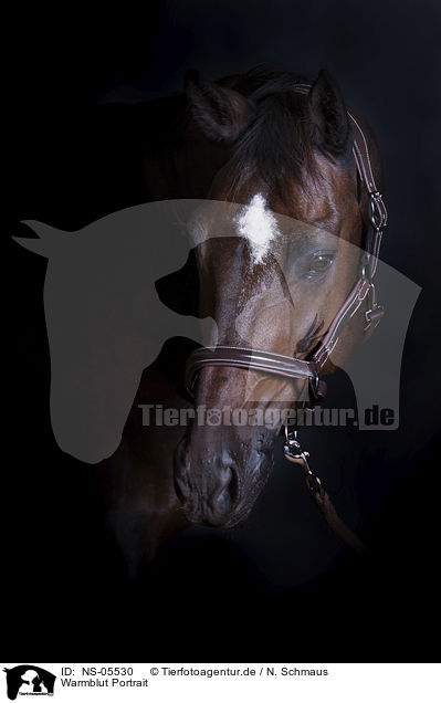 Warmblut Portrait / Warmblood portrait / NS-05530