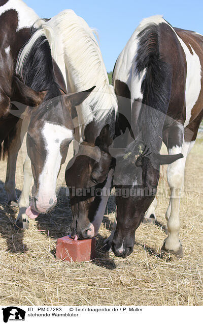 stehende Warmbl�ter / standing Warmbloods / PM-07283