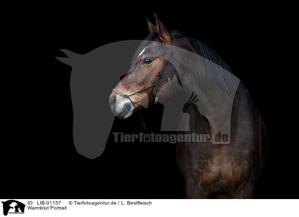 Warmblut Portrait / Warmblood portrait / LIB-01157