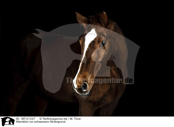 Warmblut vor schwarzem Hintergrund / horse in front of black background / MT-01337