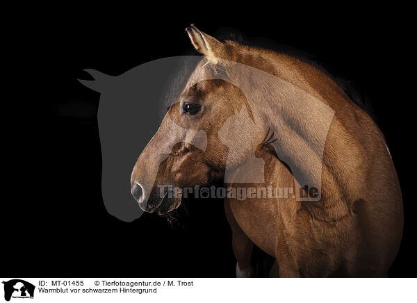 Warmblut vor schwarzem Hintergrund / horse in front of black background / MT-01455