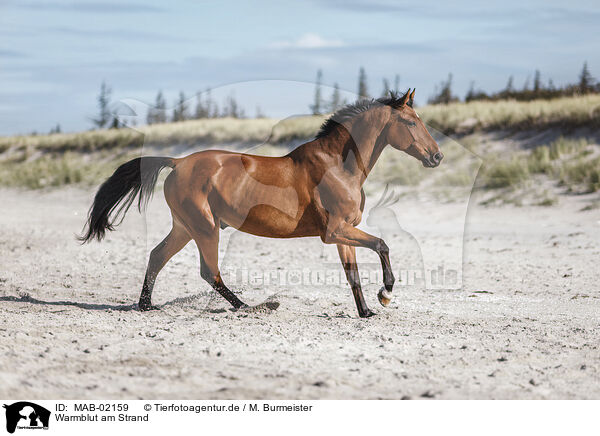 Warmblut am Strand / wamblood at the beach / MAB-02159