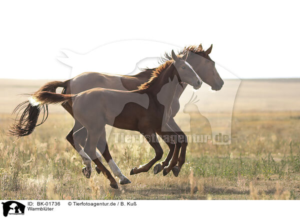 Warmbl�ter / warmbloods / BK-01736