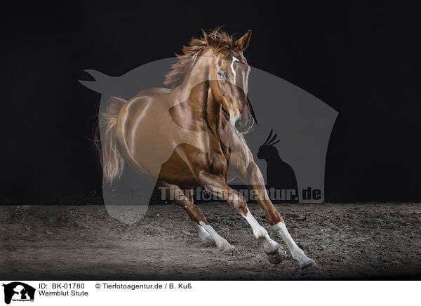 Warmblut Stute / warmblood mare / BK-01780