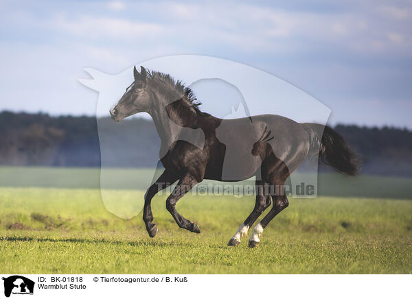 Warmblut Stute / warmblood mare / BK-01818
