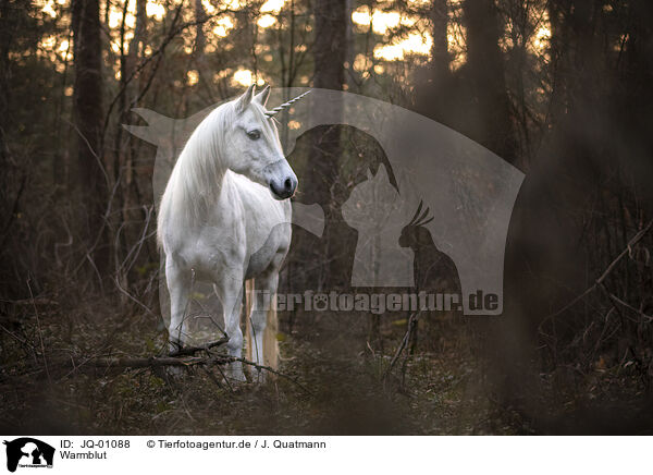 Warmblut / warmblood / JQ-01088