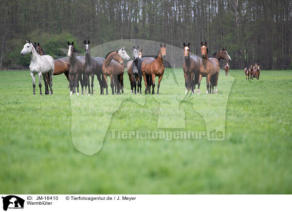 Warmbl�ter / warmbloods / JM-16410