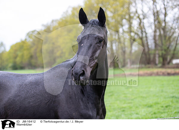 Warmbl�ter / warmbloods / JM-16412