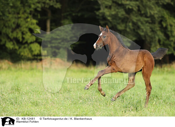Warmblut Fohlen / warmblood foal / KB-12481