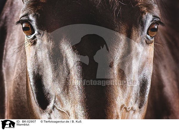 Warmblut / warmblood / BK-02907
