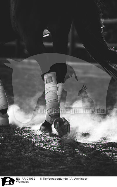 Warmblut / warmblood / AA-01052