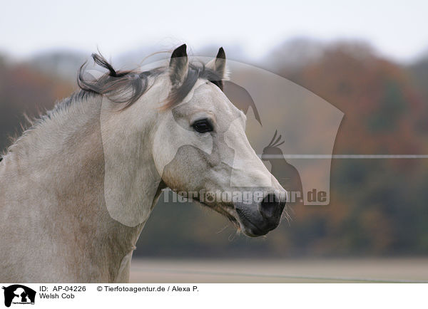 Welsh Cob / Welsh Cob / AP-04226