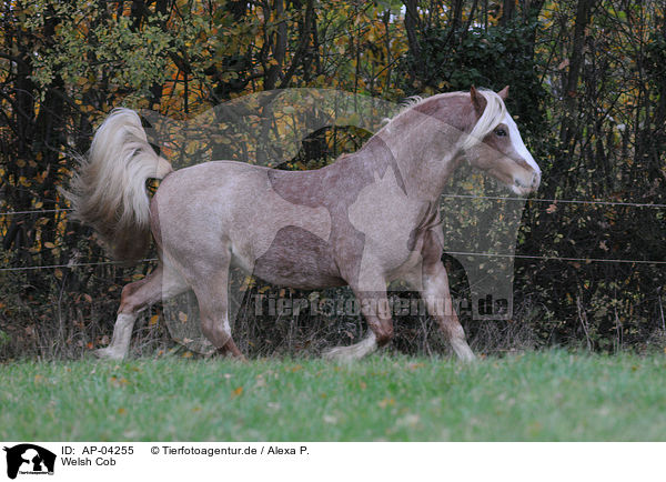 Welsh Cob / Welsh Cob / AP-04255