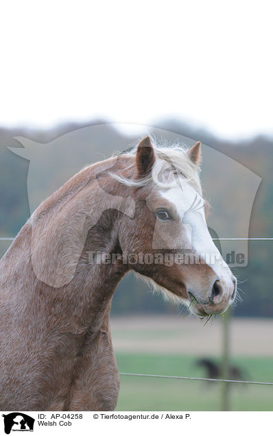 Welsh Cob / Welsh Cob / AP-04258