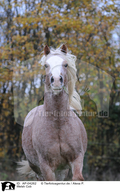 Welsh Cob / Welsh Cob / AP-04262
