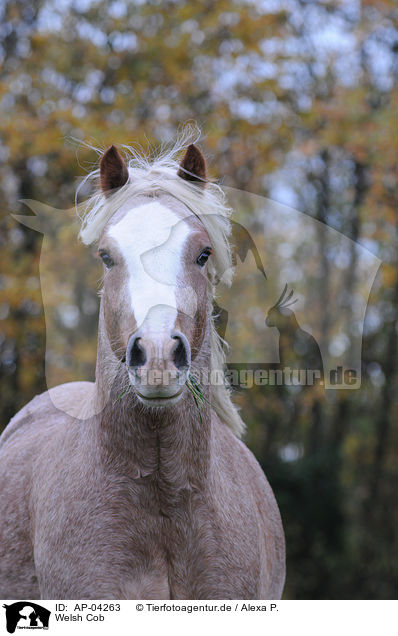 Welsh Cob / Welsh Cob / AP-04263