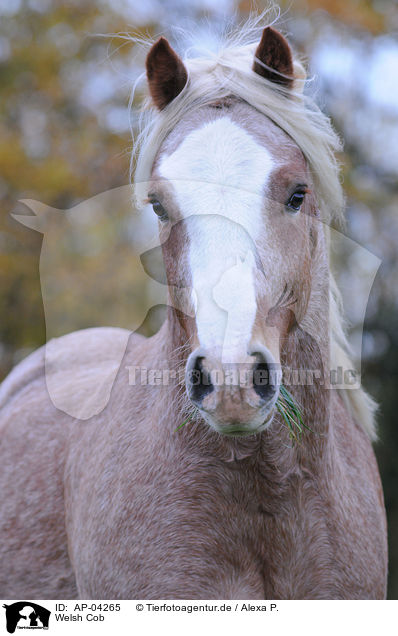 Welsh Cob / Welsh Cob / AP-04265