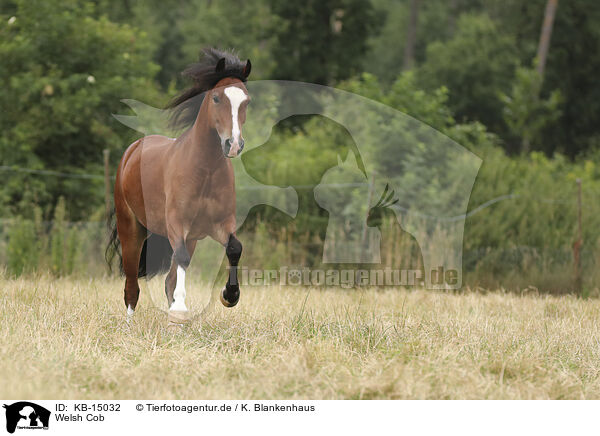 Welsh Cob / Welsh Cob / KB-15032