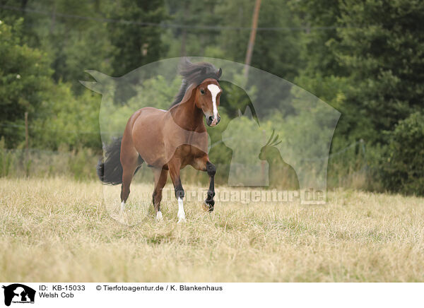 Welsh Cob / Welsh Cob / KB-15033