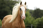Welsh Cob