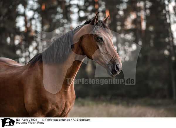 braunes Welsh Pony / brown Welsh Pony / ABR-01037
